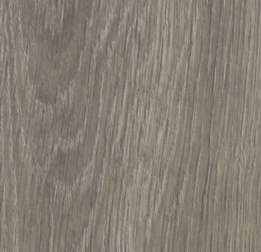 Grey Giant Oak