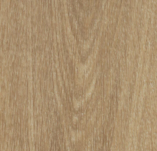 Natural Giant Oak