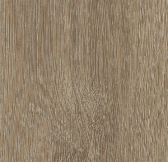 Light Giant Oak